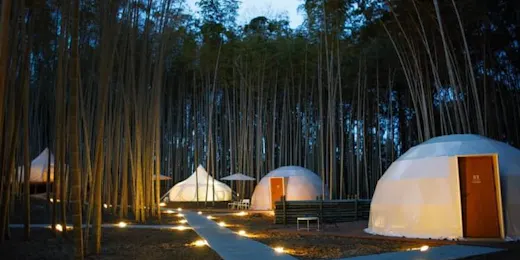 THE BAMBOO FOREST