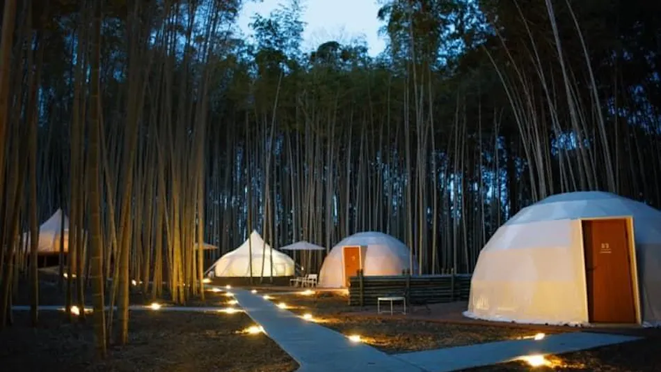 THE BAMBOO FOREST