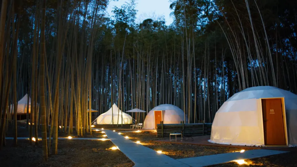 THE BAMBOO FOREST
