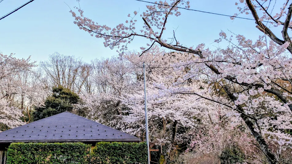Dog-First Cottage SAKURA House
