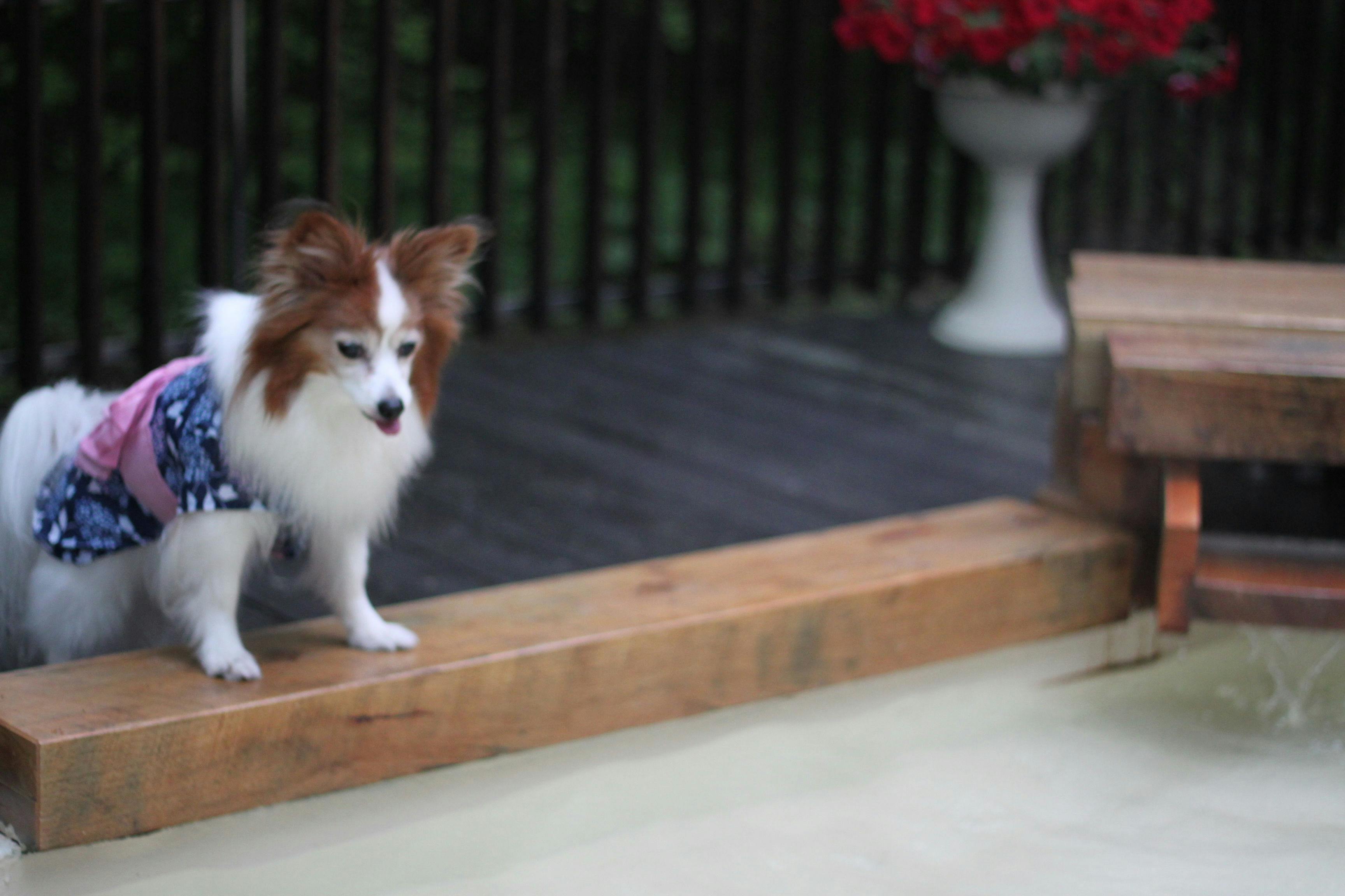 狗狗也可以在溫泉放鬆