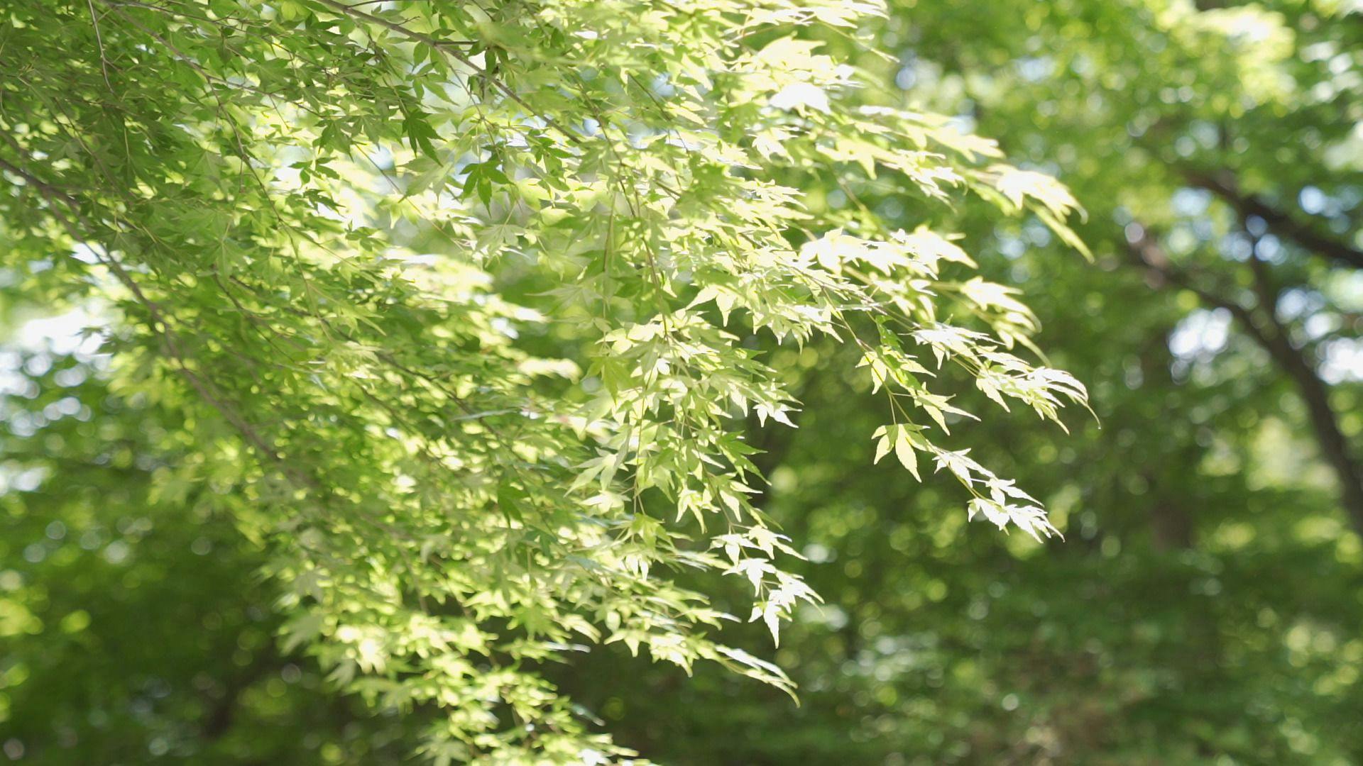 那須温泉　山楽