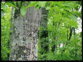 ホテルグランフェニックス奥志賀