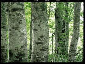 ホテルグランフェニックス奥志賀