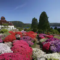 ภายนอกดอกอาซาเลีย