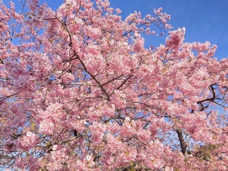 ขับรถประมาณ 15 นาทีถึงสถานที่จัดงานเทศกาลซากุระคาวาสึ♪