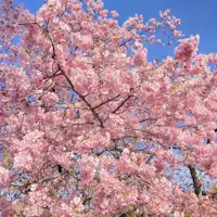 ขับรถประมาณ 15 นาทีถึงสถานที่จัดงานเทศกาลซากุระคาวาสึ♪