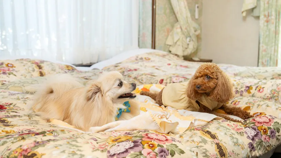 Izu Kogen Pet-Friendly Inn with Open-Air Baths in Every Room - Bettei Ishi no Ie