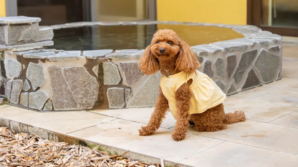 Izu Kogen Pet-Friendly Inn with Open-Air Baths in Every Room - Bettei Ishi no Ie