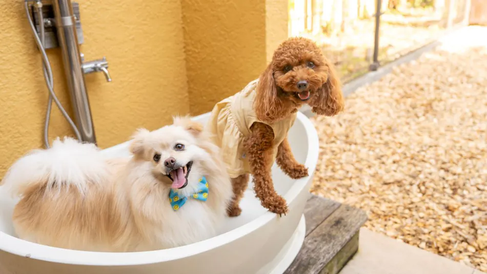 Izu Kogen Pet-Friendly Inn with Open-Air Baths in Every Room - Bettei Ishi no Ie
