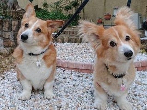 別邸　石の家 伊豆高原 ペットと泊まれる全室露天付き客室の宿