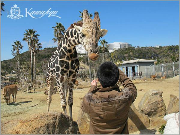 【王様のビュッフェ】アドベンチャーワールド入園券付きプラン