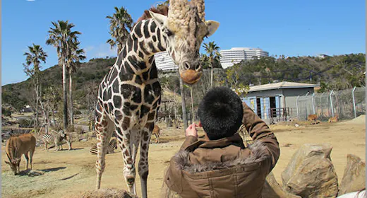 【王様のビュッフェ】アドベンチャーワールド入園券付きプラン