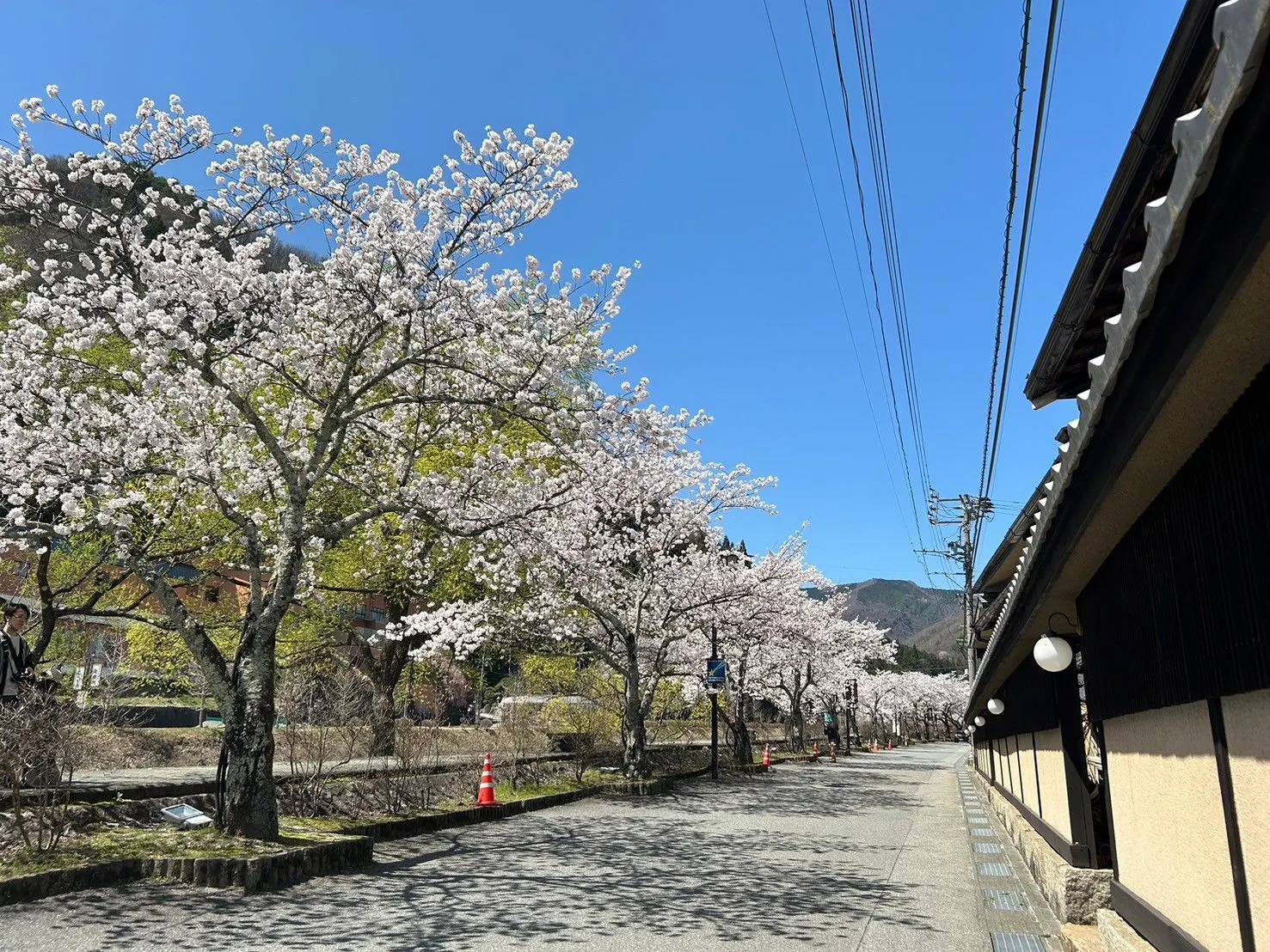 การชมดอกไม้ที่เซกิไทเทอิ อิชิดะ