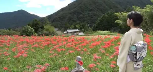 가을의 풍물시, 만주사화_차로 10분 이내