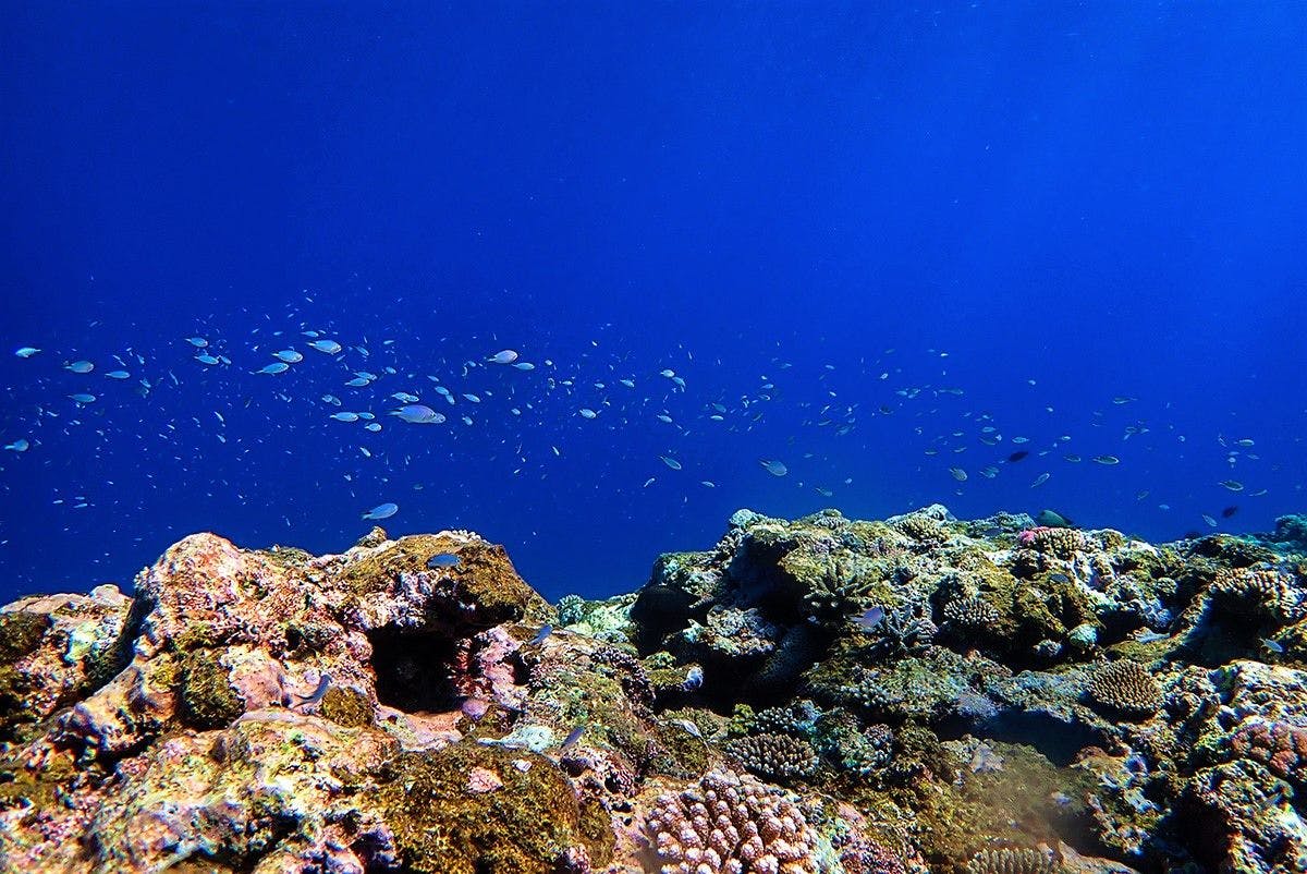 이라부섬의 해중 산호