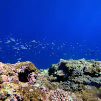 이라부섬의 해중 산호