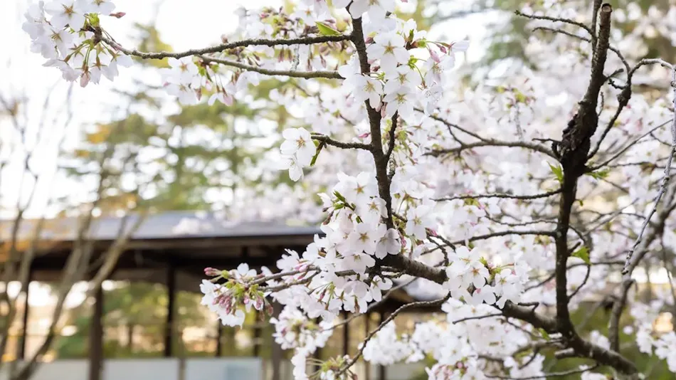 Kanazawa Tatsunokuchi Onsen Matsusaki