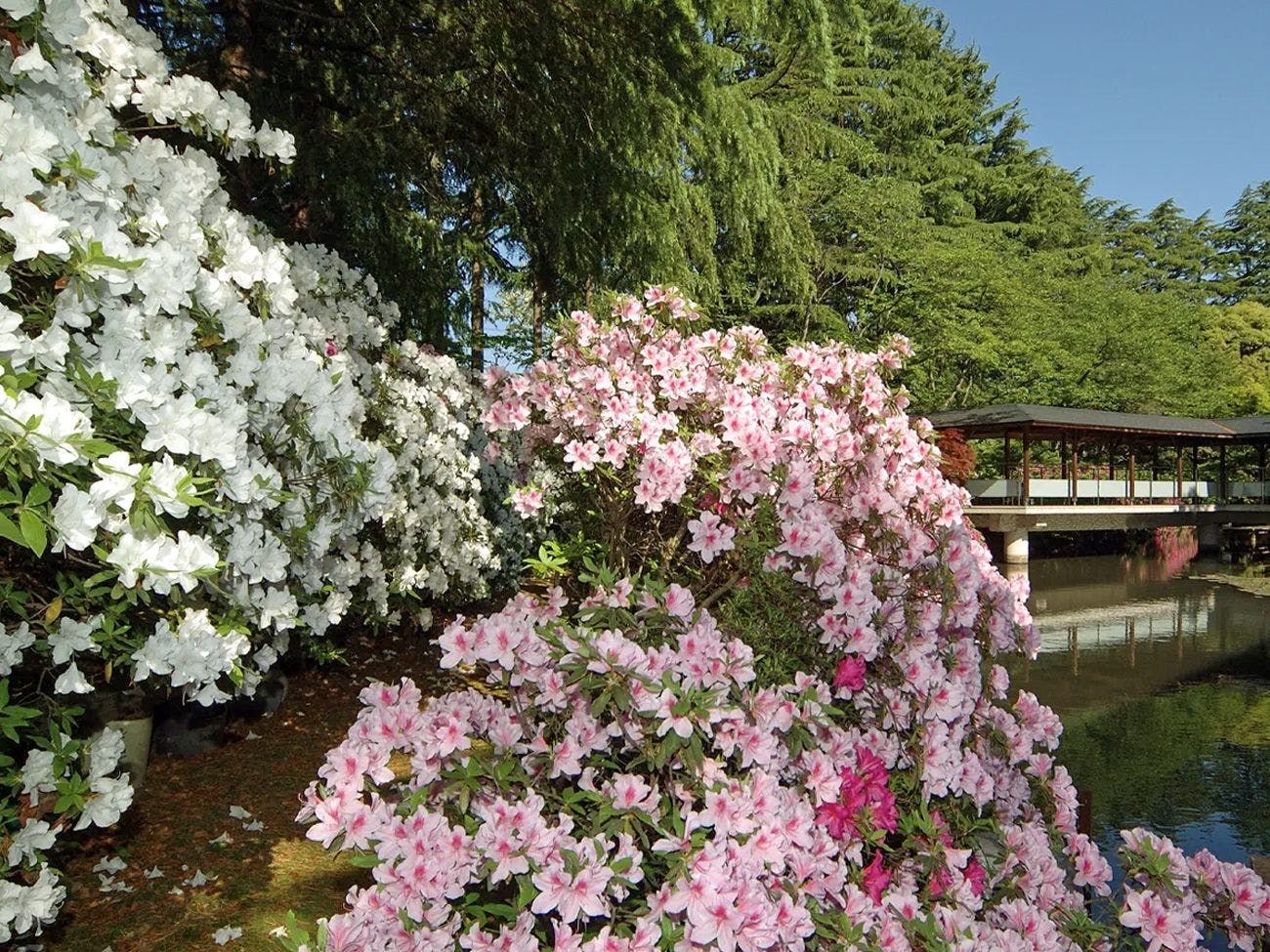 金沢辰口温泉　まつさき