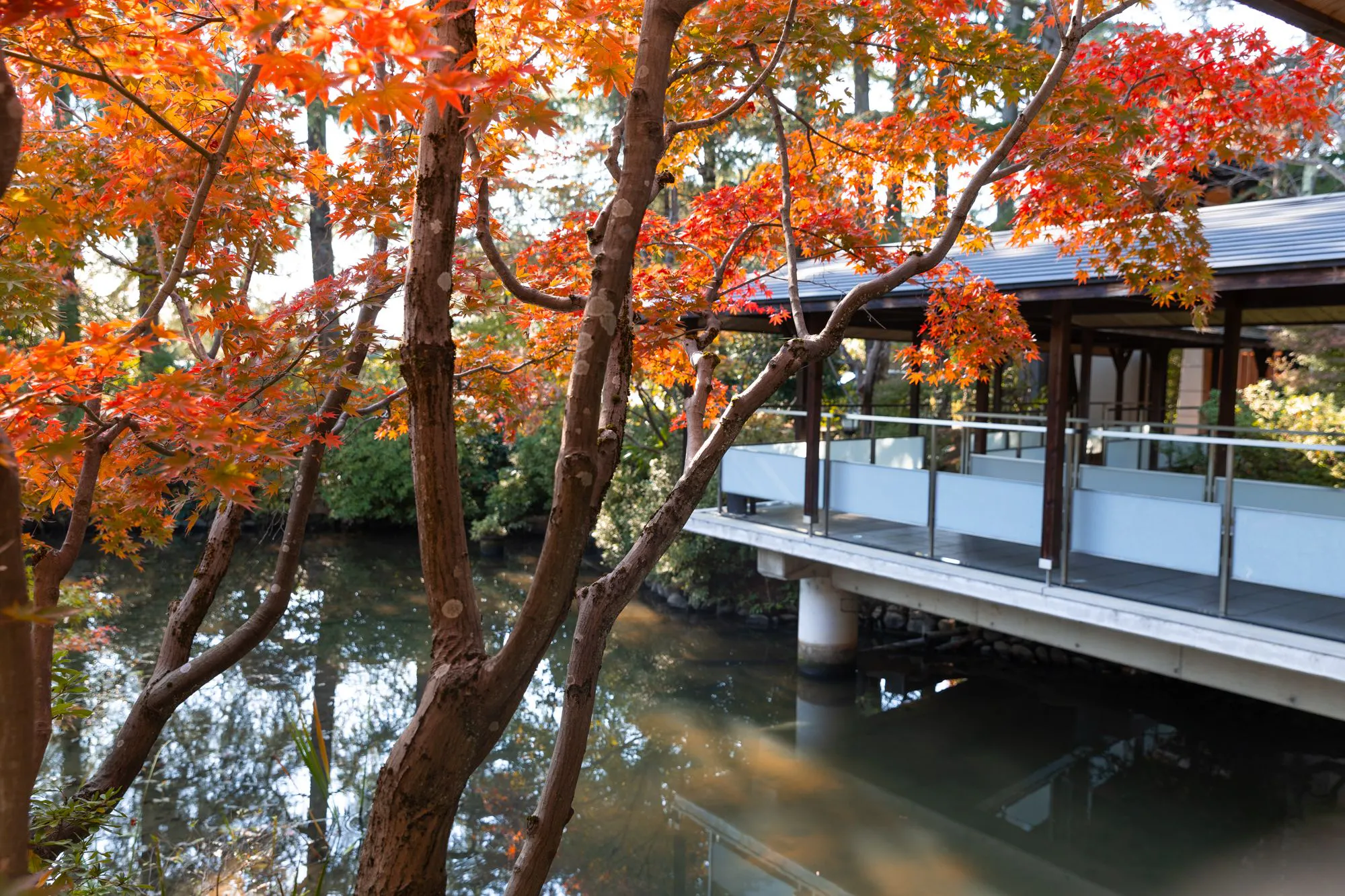 秋の渡り廊下　紅葉