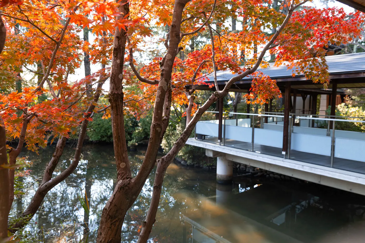 金沢辰口温泉 まつさき:紅葉の庭と池