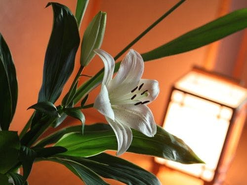 泡ちゃんselect「萌黄10畳or翠12畳」