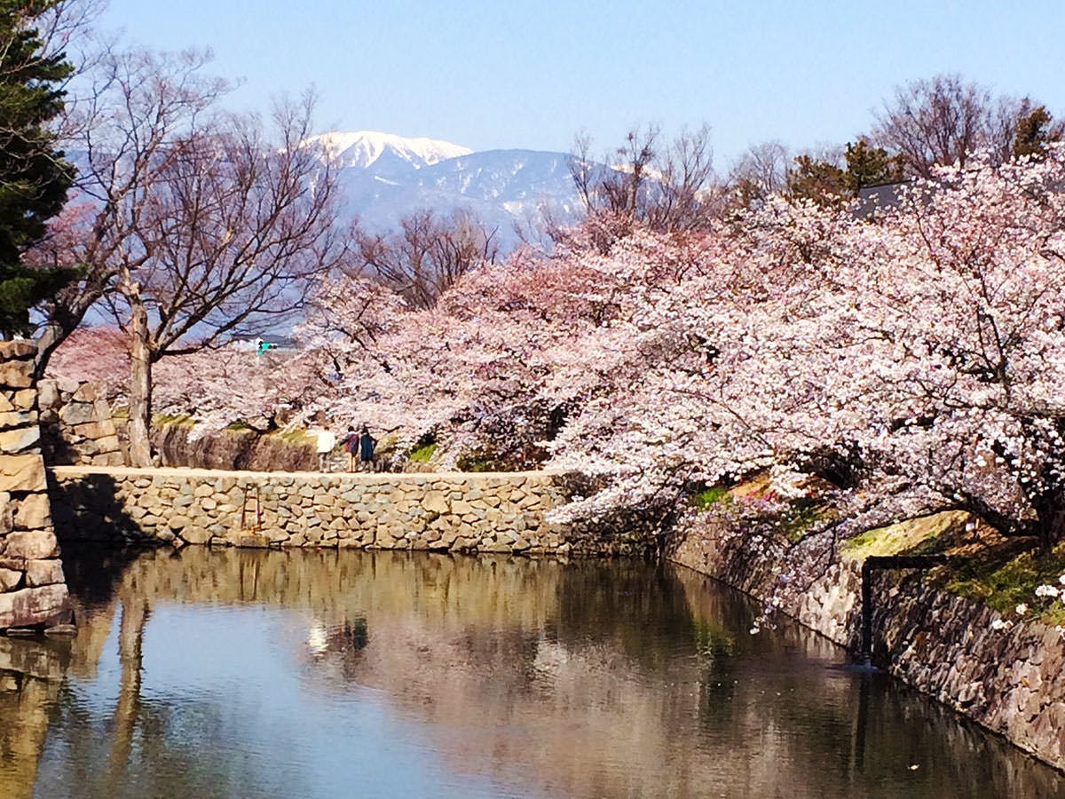 마쓰모토 성 해자의 벚꽃