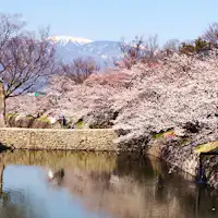 마쓰모토 성 해자의 벚꽃