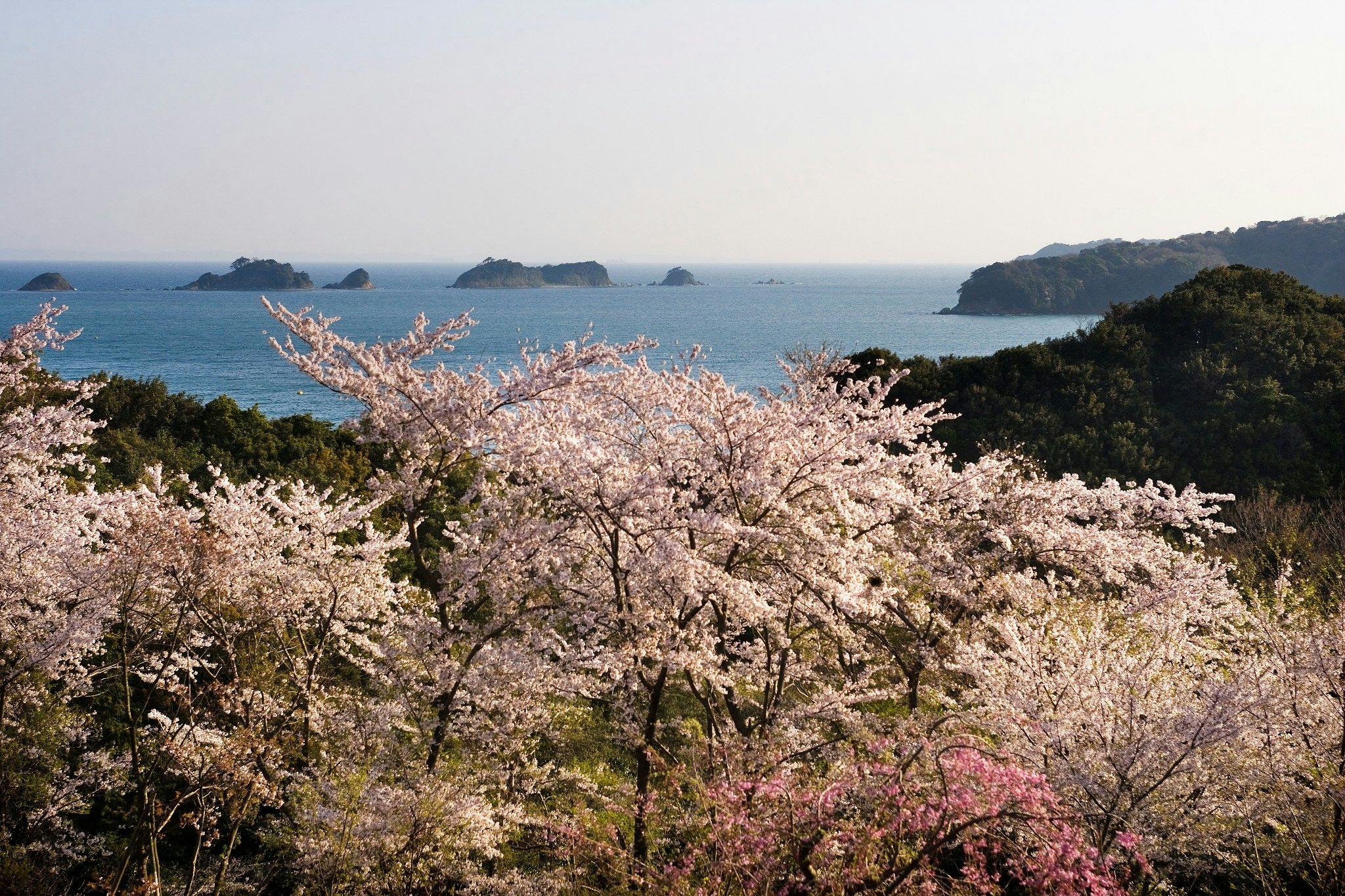 旅荘　海の蝶