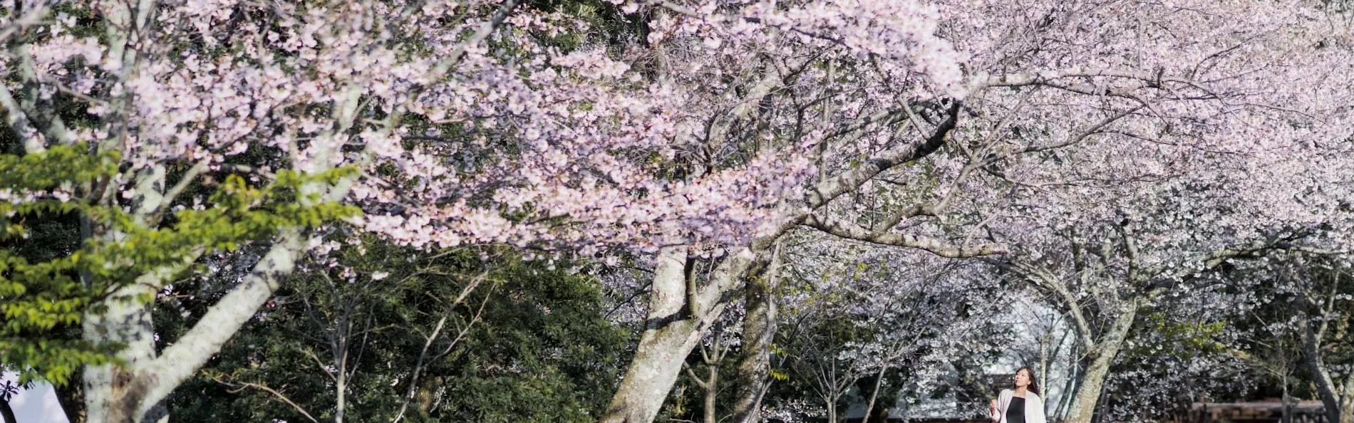 旅荘 海の蝶