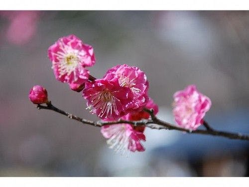 熱海梅園　梅の花桃色