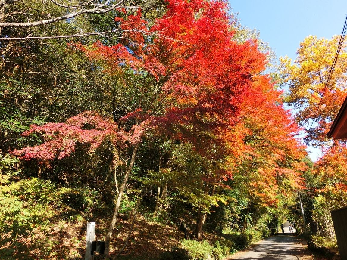 武田尾温泉　紅葉舘　別庭　あざれ