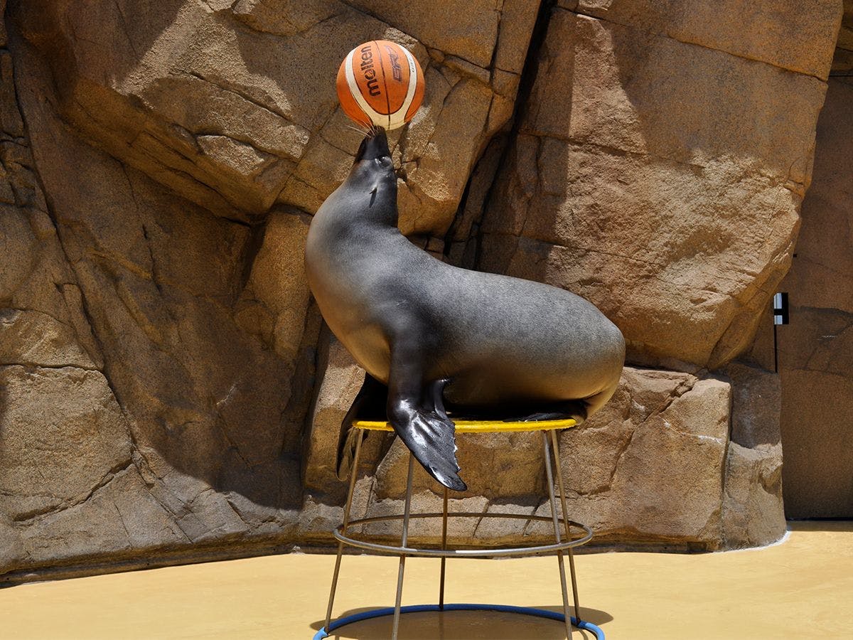 【しまね海洋館アクアス】アシカ