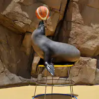 【しまね海洋館アクアス】アシカ