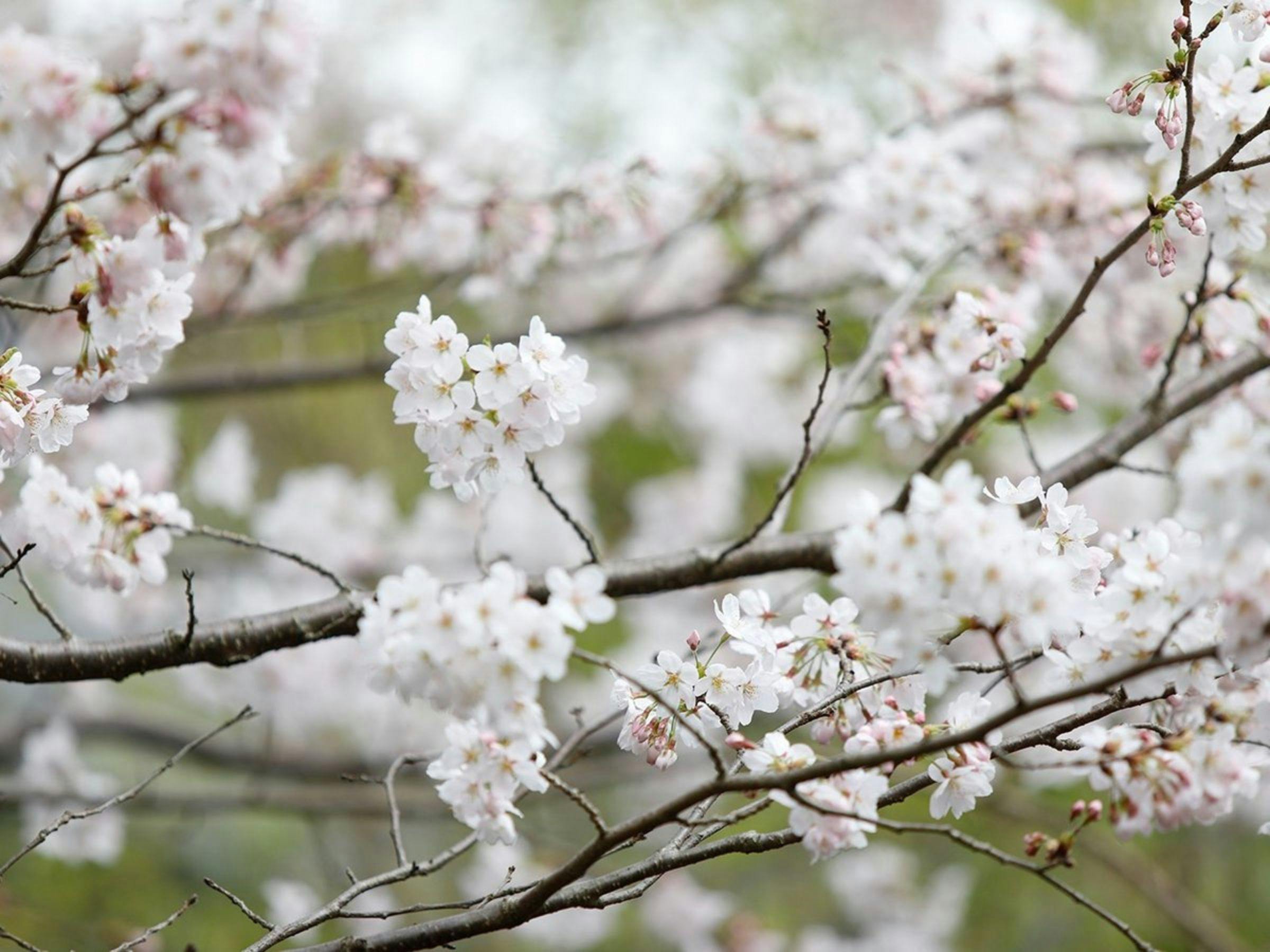 湯宿　草菴