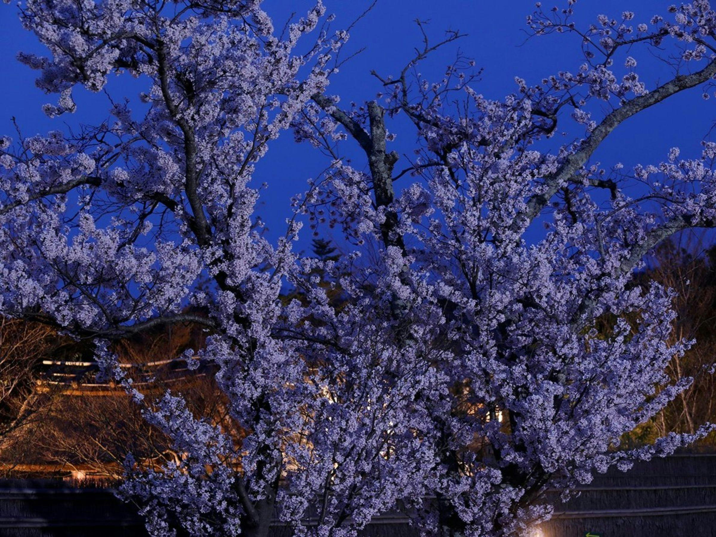 湯宿　草菴