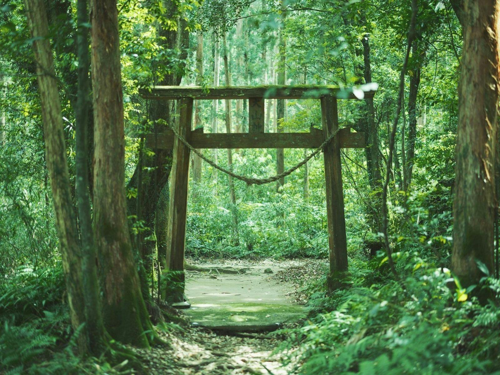 ヤクスギランド