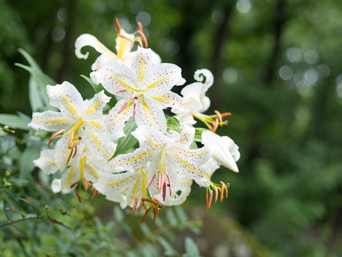 【散策道】初夏の頃「やまゆり」