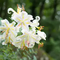 【散策道】初夏の頃「やまゆり」