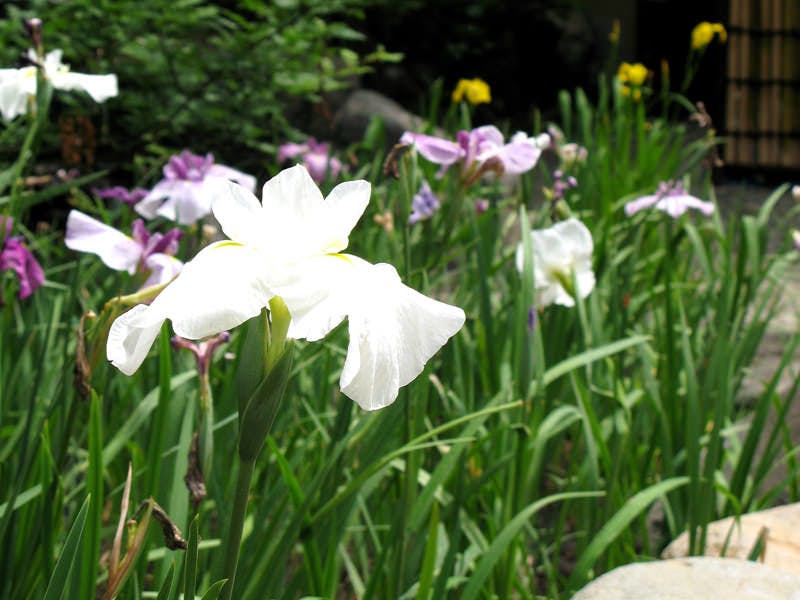 竹泉荘 CHIKUSENSO ONSEN