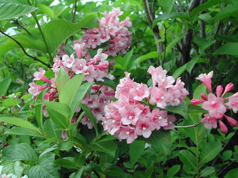 竹泉荘 CHIKUSENSO ONSEN