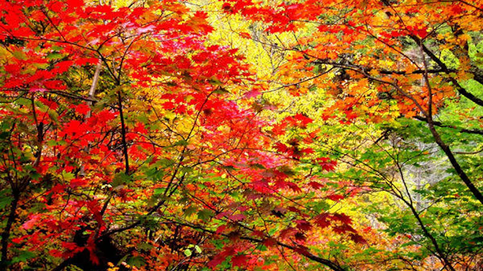 Hotel Taisetsu ONSEN & CANYON RESORT