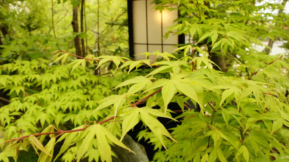 Kakurean Hidaji