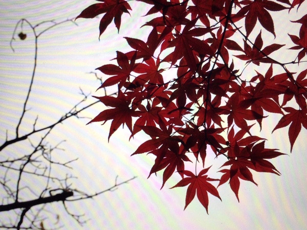 あきば何求庵