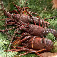 *ตัวอย่างอาหารเย็น