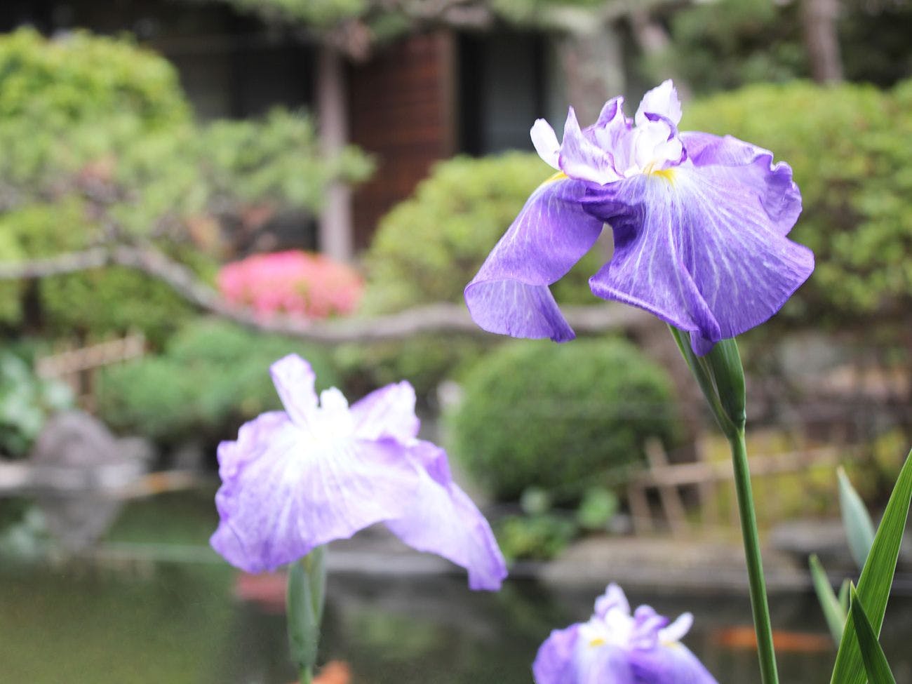 伝統旅館のぬくもり 灰屋