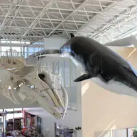 พิพิธภัณฑ์วาฬ (ประมาณ 20 นาทีโดยรถยนต์จากโรงแรม)