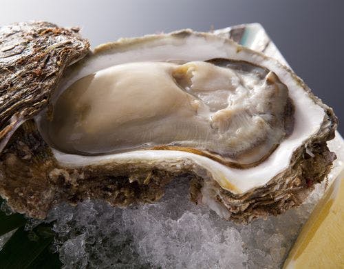 山陰産「岩牡蠣」