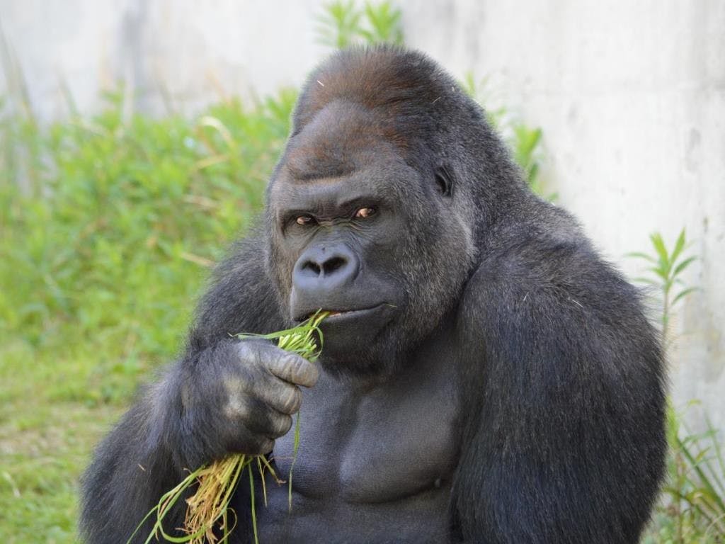 ストリングスホテル 八事 Nagoya 東山動植物園観覧券付き イケメンゴリラ シャバーニ に会いに行こう 朝食付 駐車場無料 ファミリースイート 最大4名 60平米 ベッド1cm禁煙 宿泊予約は 一休 Com