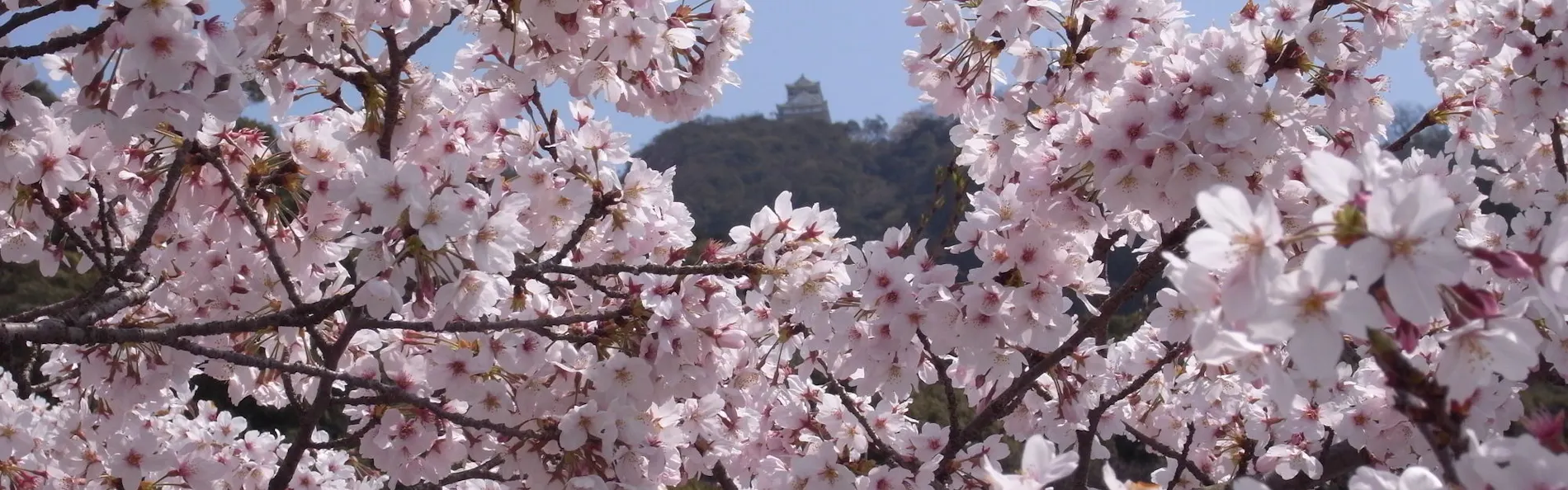 鵜匠の家 すぎ山